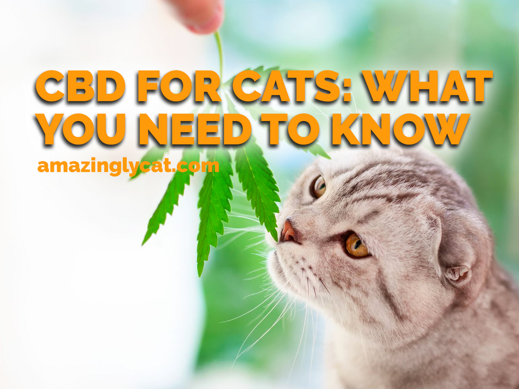 CBD for Cats: What You Need to Know