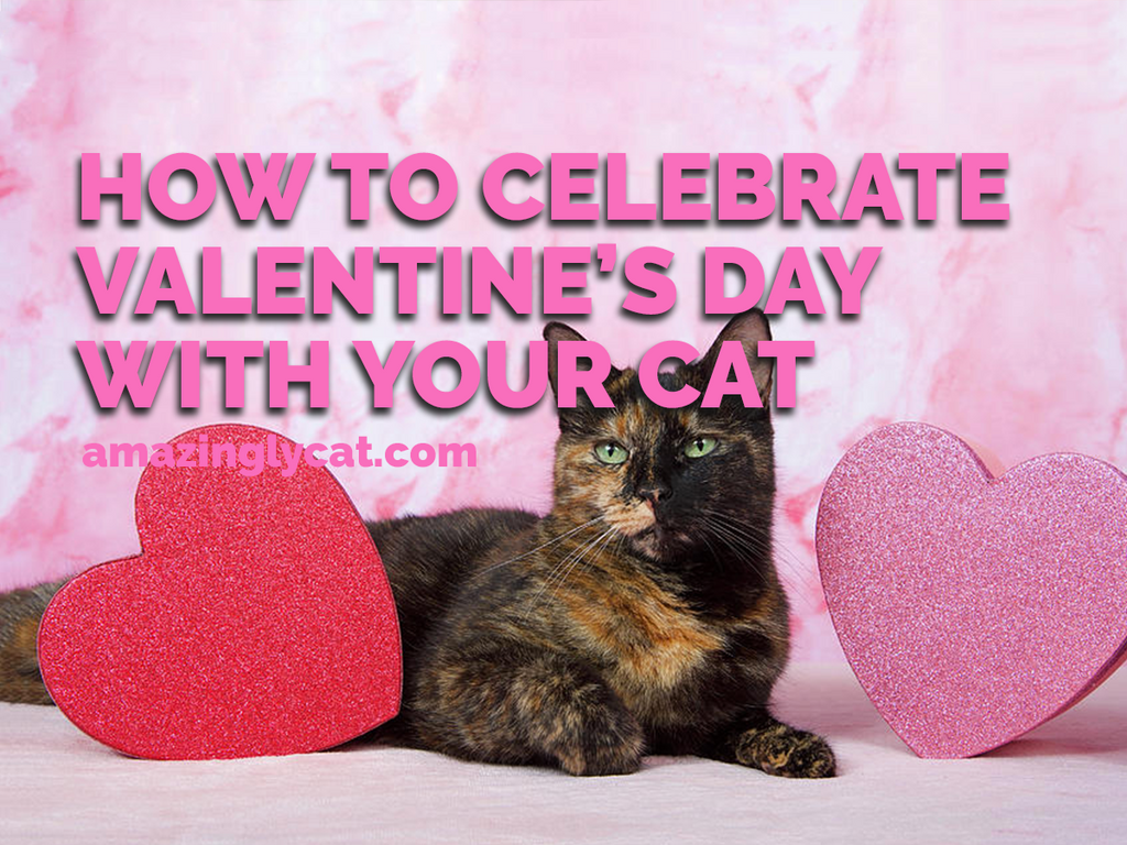 How to Celebrate Valentine’s Day with Your Cat