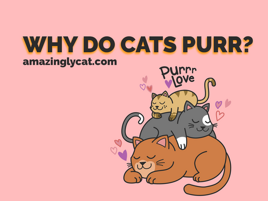 Why Do Cats Purr