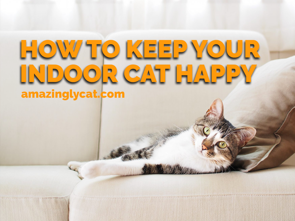 How to Keep Your Indoor Cat Happy and Entertained