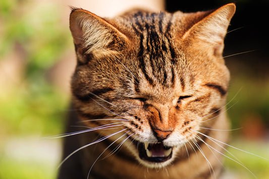 Could Your Cat Have An Allergy?