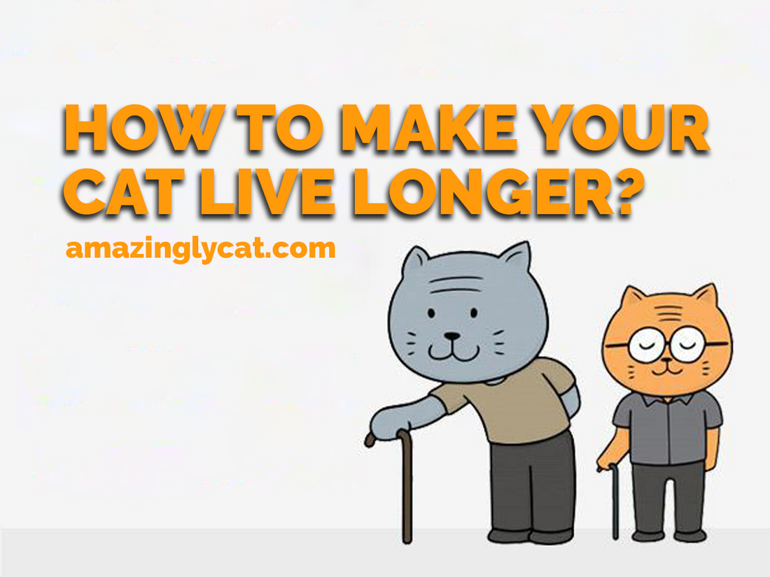 How to Help Your Cat Live a Longer Healthier Life