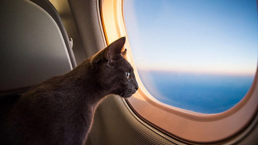 What To Do With Your Cat On Vacation