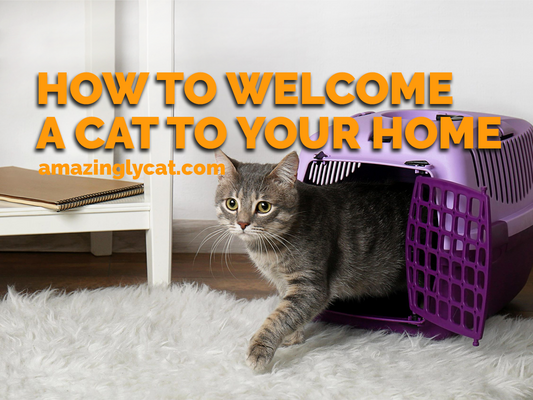 How to Welcome a Cat to Your Home