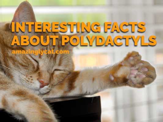 7 Facts About Polydactyl Cats