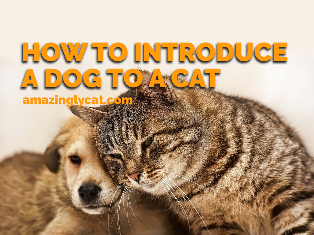 How to Introduce a Dog to a Cat