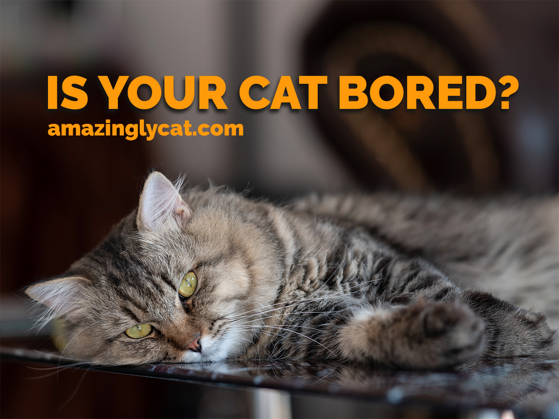 Symptoms of Boredom in Cats & The Solutions