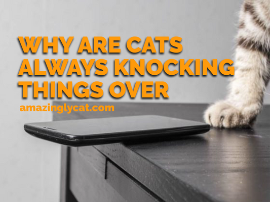 Why Are Cats Always Knocking Things Over?