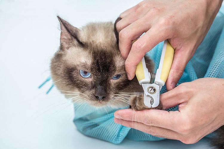 Easy Bath & Trim Cat Bag