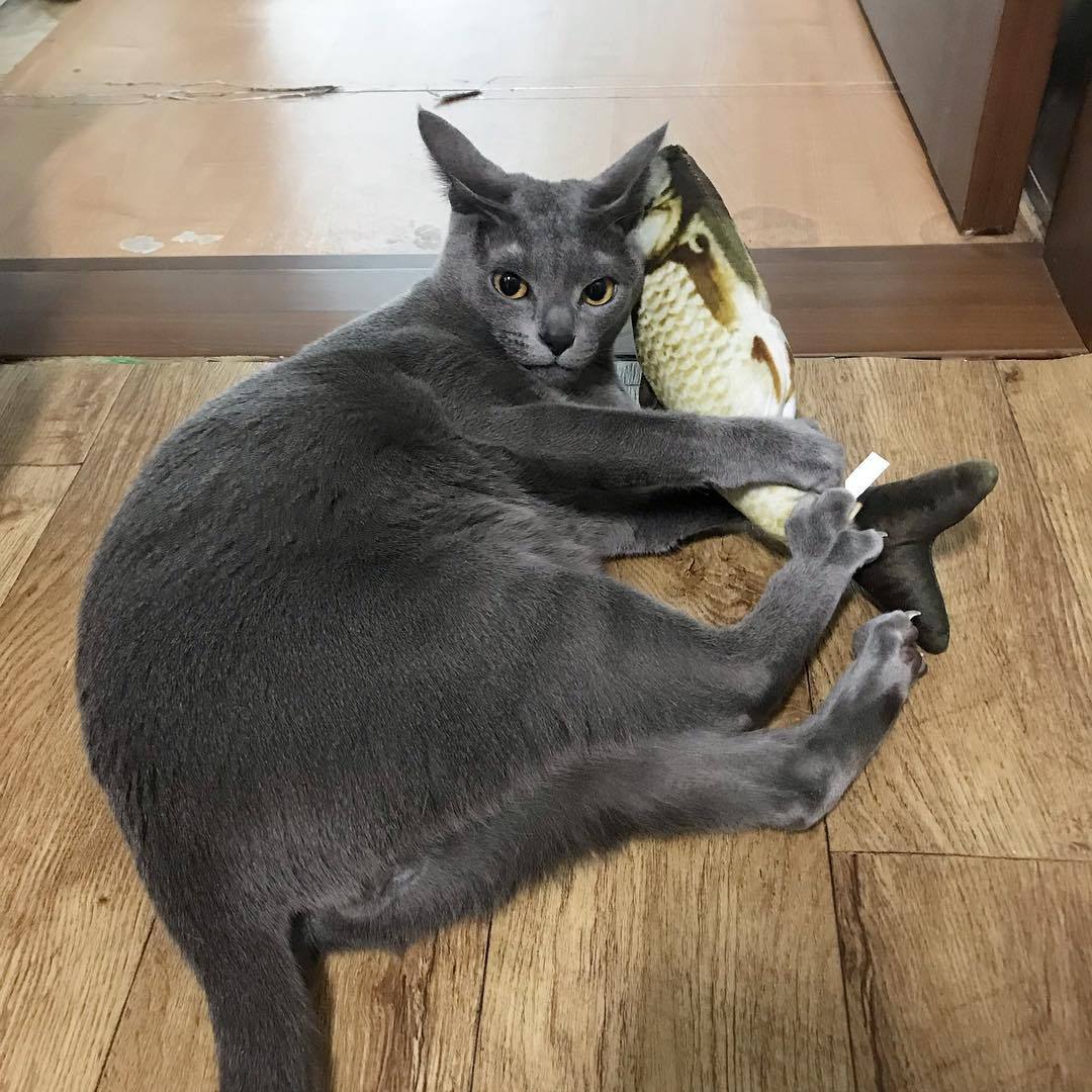 Realistic Looking Cat Kicker Fish Toy [NON-MOVING]