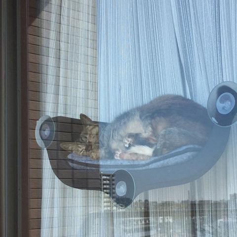 Window Mounted Cat Perch [SOLD OUT]