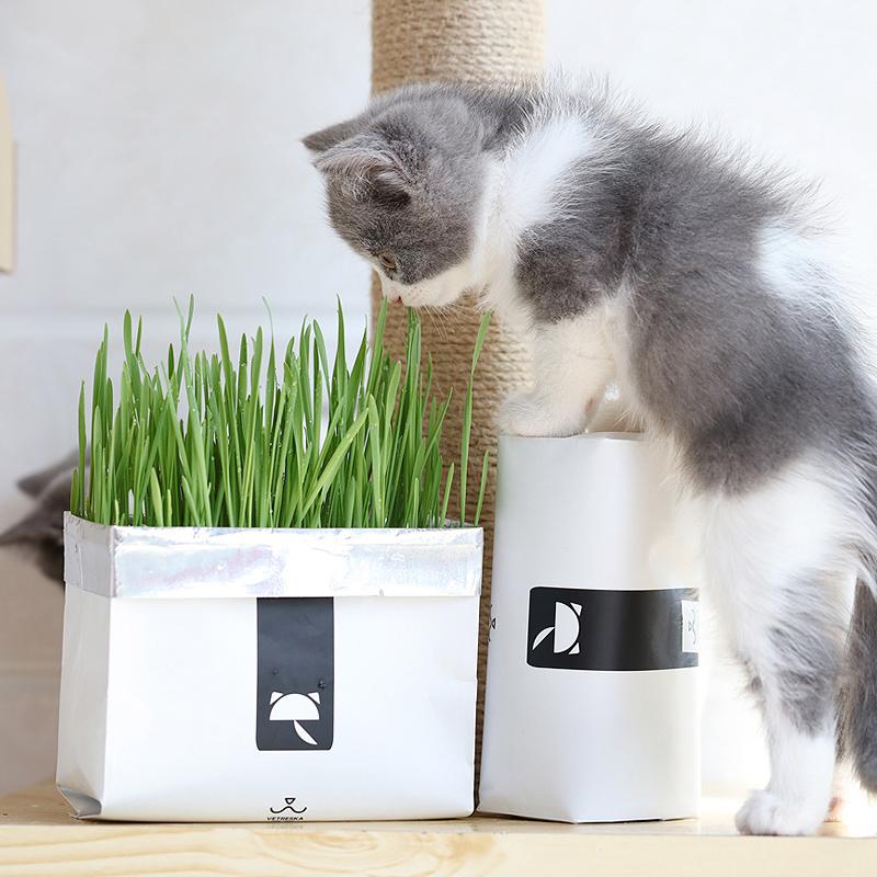 All-In-One Cat Grass Kit