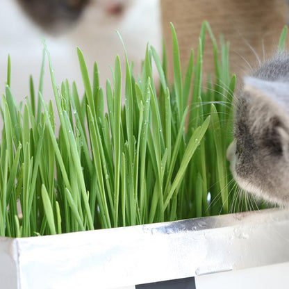 All-In-One Cat Grass Kit