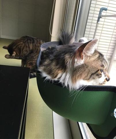 Window Mounted Cat Perch [SOLD OUT]