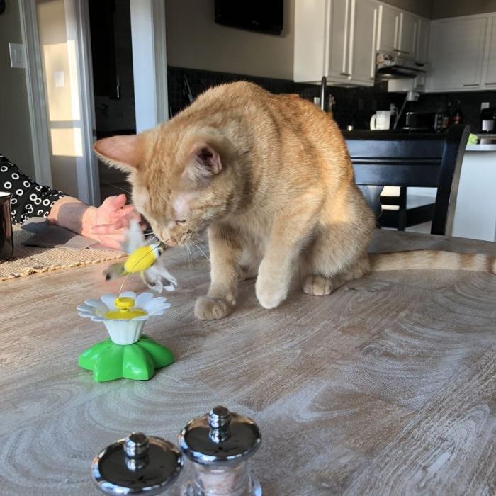 Interactive Bird Toy For Cats Cat Toys