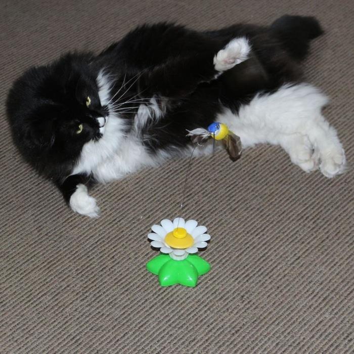 Interactive Bird Toy For Cats Cat Toys