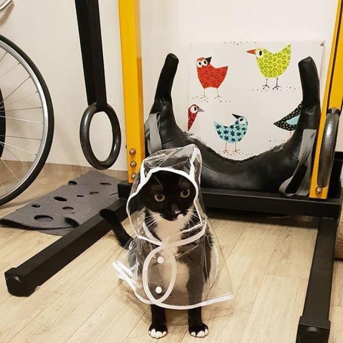 Raincoat For Cats