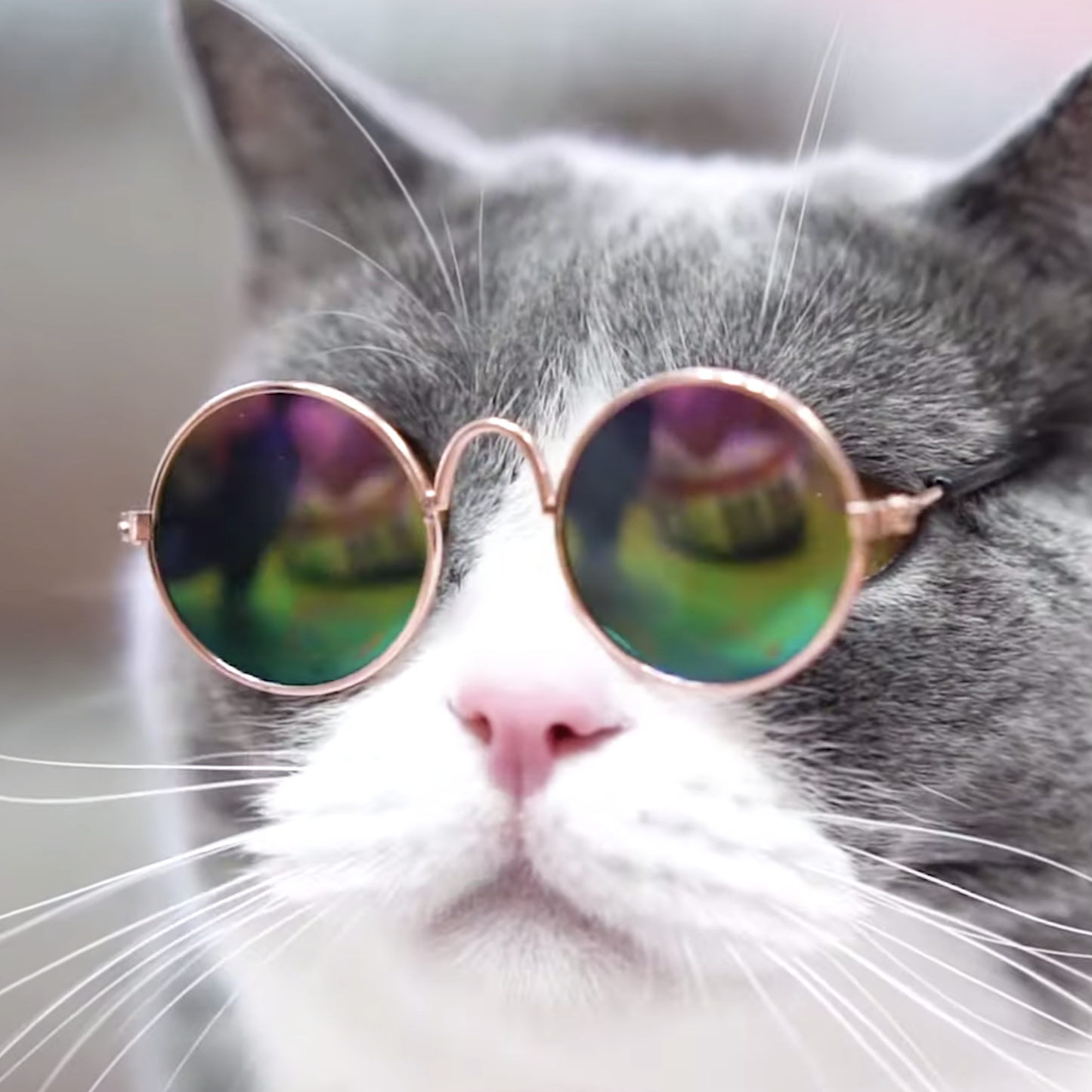 Cool Cat Sunnies