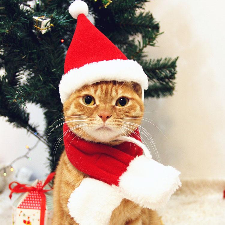 Cat Christmas Costumes